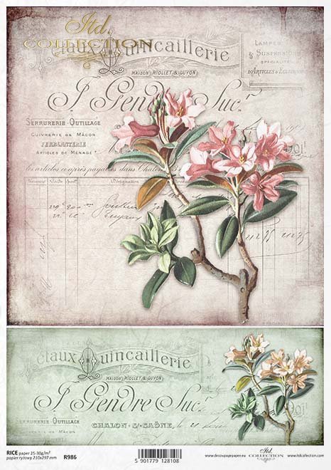 oleander, oleandry, kwiat, ogród, lato, stary dokument, R986, oleander, flower, garden, summer, old documentary, Oleander, Blume, Garten, Sommer, altes Dokument, adelfa, flor, jardín, verano, documental antiguo