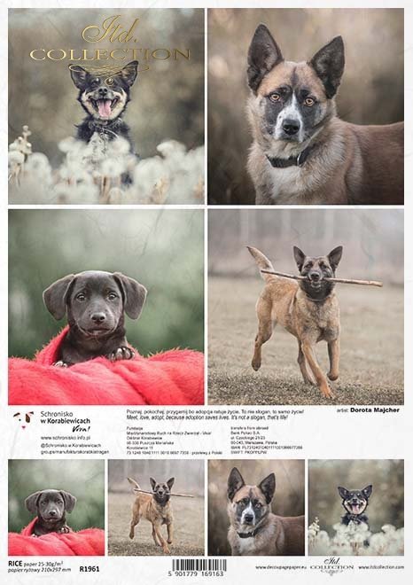 Schronisko w Korabiewicach, fotografie zwierząt, psy, Dorota Majcher*Shelter in Korabiewice, animal photography, dogs, Dorota Majcher*Tierheim in Korabiewice, Tierfotografie, Hunde, Dorota Majcher*Refugio en Korabiewice, fotografía de animales, perros, Do