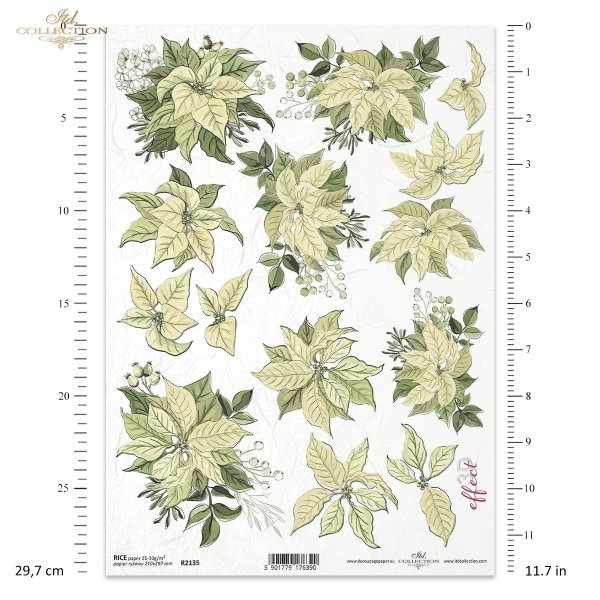 poinsecja, gwiazda betlejemska, kwiat, klimat Bożego Narodzenia, poinsettia, star of Bethlehem, flower, Christmas spirit, Weihnachtsstern, Stern von Bethlehem, Blume, Weihnachtsstimmung, poinsettia, estrella de Belén, flor
