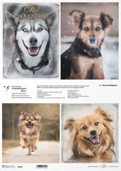 Schronisko w Korabiewicach, fotografie zwierząt, psy, Dorota Majcher*Shelter in Korabiewice, animal photography, dogs, Dorota Majcher*Tierheim in Korabiewice, Tierfotografie, Hunde, Dorota Majcher*Refugio en Korabiewice, fotografía de animales, perros, Do