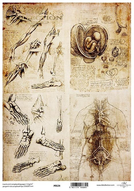 szkice, anatomia, rysunki*sketches, anatomy, drawings*Skizzen, Anatomie, Zeichnungen*bocetos, anatomía, dibujos