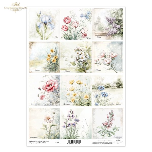 kwiaty, mak, jaskier, chaber, złocień łąkowy, rzeżucha łąkowa, dymnica pospolita, Irys, tulipan, bez, lilak, narcyz, prymulka, frezja*flowers, poppy, ranunculus, cornflower, meadow goldenrod, meadow cress, common cress, iris, tulip, lilac, narcissuskwiaty
