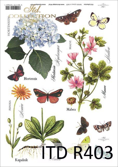 łąka, rośliny, motyl, motyle, hortensja, malwa, arnika, kupalnik, kwiat, kwiaty, R403