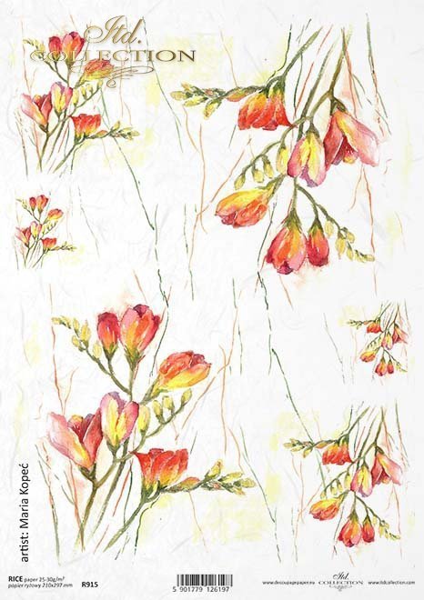 frezja, frezje, kwiat, ogród, łąka, wiosna, autorka grafiki Maria Kopeć, R915, freesia, flower, garden, meadow, spring, Freesie, Blume, Garten, Wiese, Frühling, fresia, flor, jardín, prado, primavera