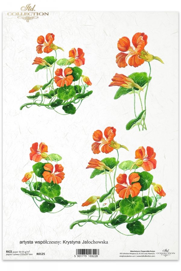 kwiat, kwiaty, ogród, łąka, nasturcja, nasturcje, Krystyna Jałochowska, R125, nasturtium-flowers-meadow-garden, flor, flores, jardín, prado, capuchina, capuchinas, Krystyna Jałochowska, Blumen, Garten, Wiese