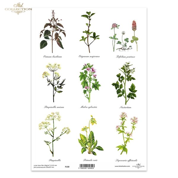 kuchnia, przyprawy, zioła, ziółka, zielnik, bazylia, oregano, majeranek, koniczyna, ślaz dziki*cuisine, spices, herbs, herbs, herbarium, herbarium, basil, oregano, marjoram, clover, wild slime Ocimum basilicum, Origanum majorana, Trifolium pratense, Pimpi