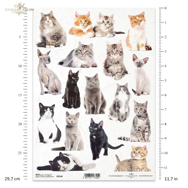 kot, koty, kotek, kotki, zwierzę, zwierzęta domowe, cat, cats, kitten, kittens, animal, pets, Katze, Katzen, Kätzchen, Tier, Haustiere, gato, gatos, gatito, gatitos, animal, mascotas