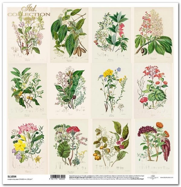 Seria Zielnik - Herbarium, zioła,  rośliny, kwiaty*herbs, plants, flowers*Kräuter, Pflanzen, Blumen*hierbas, plantas, flores