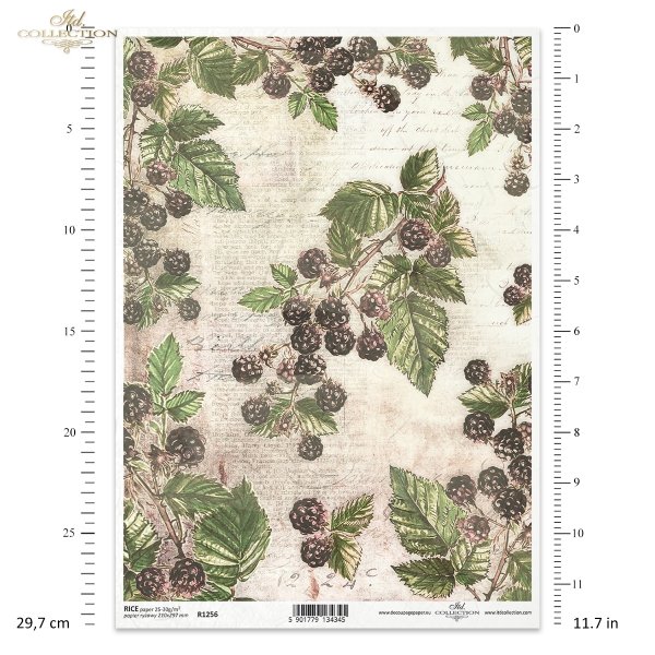 gooseberry, fruits, wild blackberry, blackberry branches, garden, old inscriptions, retro, handwriting, old paper, letter, vegetable background, Stachelbeere, Obst, wilde Fruchte, wilde Brombeere, Brombeerzweige, Garten,