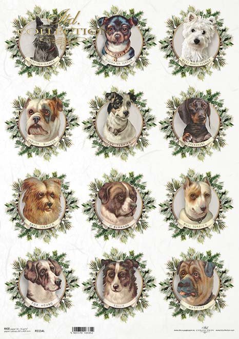 vintage, psy, pieski*vintage, dogs, doggies*Jahrgang, Hunde, Hündchen*vintage, perros, perritos