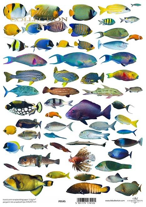 ryby słonowodne, morskie*Saltwater fish, marine fish*Salzwasserfische, Meeresfische*Peces de agua salada, peces marinos
