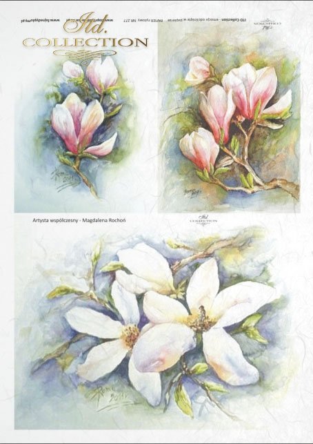 magnolia, magnolias, flower, flowers, Magdalena Rochoń, R277