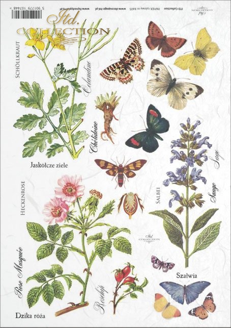 meadow, plants, butterfly, butterflies, flower, flowers, R405, Rosa canina, Celandia, Salvia, Chelidonium majus