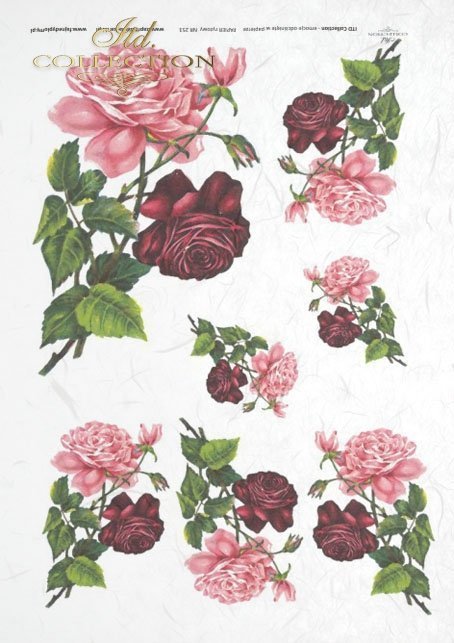 flowers, roses. magenta roses, pink roses 