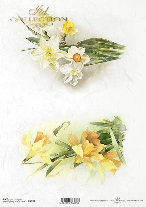 wiosenne kwiaty, żonkile*spring flowers, daffodils*Frühlingsblumen, Narzissen*flores de primavera, narcisos