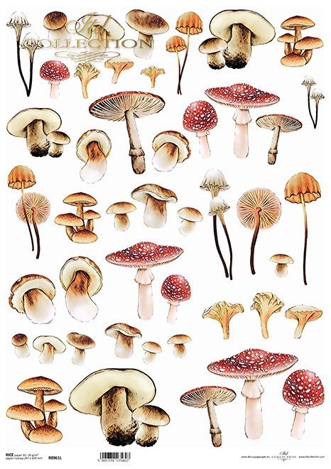 Seria - Mysterious forest - grzyby*Series - Mysterious forest - mushrooms*Serie - Mysteriöser Wald - Pilze*Serie - Bosque misterioso - setas