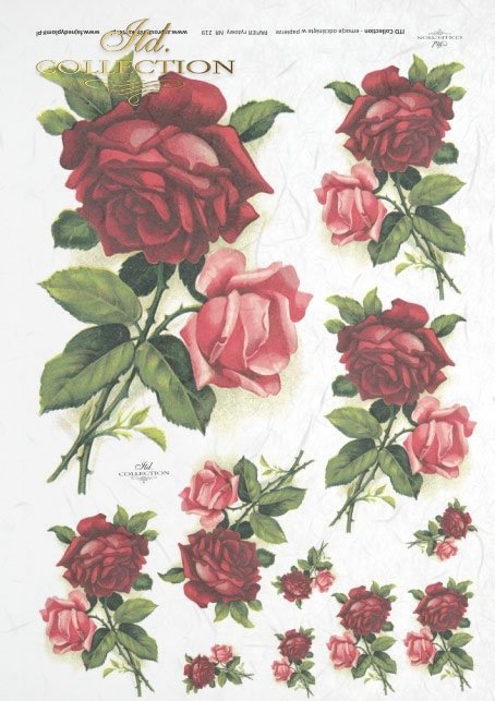 rose, roses, burgundy, pink, flowers, flower, decorative and unique roses