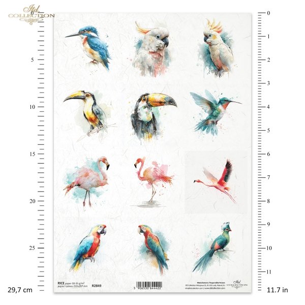zimorodek, kakadu, tukan, koliber, akwarela, flaming, papuga, turako*kingfisher, cockatoo, toucan, hummingbird, watercolor, flamingo, parrot, turaco