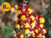ANTIRRHINUM MAJUS TWIST MANGO 8 SZTUK