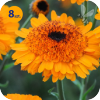 CALENDULA OFFICINALIS PRINCESS ORANGE 8 SZTUK