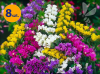 LIMONIUM SINUATUM FORTRESS FORMULA MIX 8 SZTUK