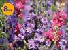 DELPHINIUM CONSOLIDA QIS MIX 8 SZTUK