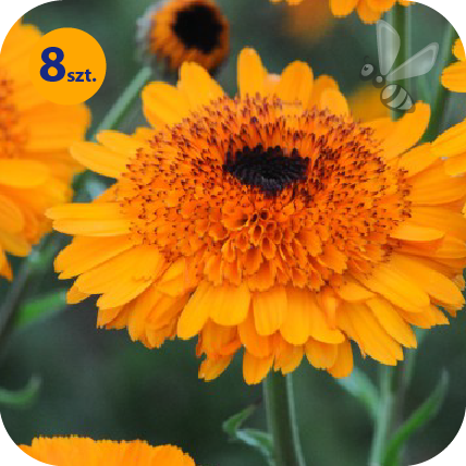 CALENDULA OFFICINALIS PRINCESS ORANGE 8 SZTUK