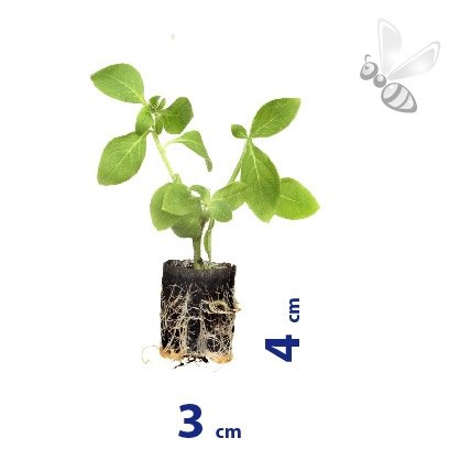 CALLISTEPHUS CHINENSIS GALA FORMULA MIX 8 SZTUK