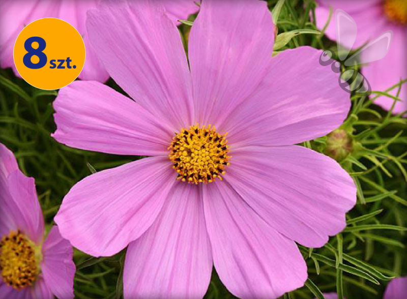 COSMOS BIPINNATUS SONATA PINK BLUSH 8 SZTUK