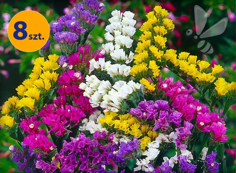 LIMONIUM SINUATUM FORTRESS FORMULA MIX 8 SZTUK