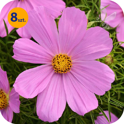 COSMOS BIPINNATUS SONATA PINK BLUSH 8 SZTUK