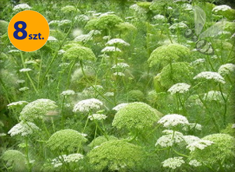 AMMI VISNAGA GREEN MIST 8 SZTUK
