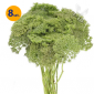 AMMI VISNAGA GREEN MIST 8 SZTUK 