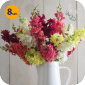 ANTIRRHINUM MAJUS MADAME BUTTERFLY MIX 8 SZTUK 