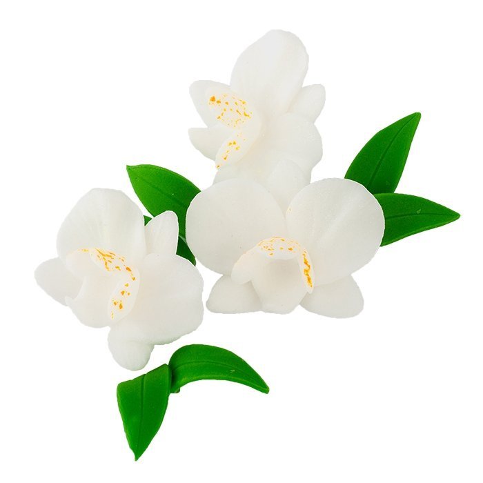Zestaw CYMBIDIUM BIAŁY z listkami