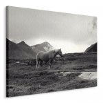 Obraz na płótnie - Koń - Grazing Together, Lofoten Islands - 60x80 cm