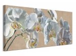 Obraz na płótnie - Orchidea - White Hats - 50x100 cm