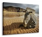 Zebra na plaży - Obraz na płótnie