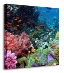 Rafa koralowa - Obraz na płótnie