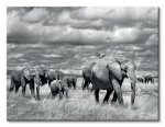 Obraz do salonu - Elephants Of Kenya - 80x60 cm