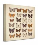 Butterfly Collection - Obraz na płótnie