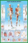 Ciało Człowieka (anatomia) - plakat