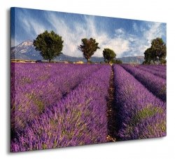 Lavender field in Provence, France - Obraz na płótnie