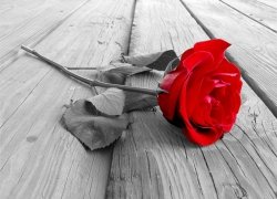 Fototapeta ścienna - Róża na pomoście - 254x183 cm