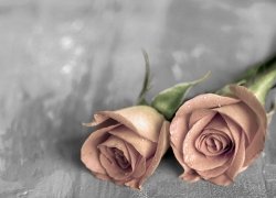Fototapeta - Samotne róże BW - 320x230 cm