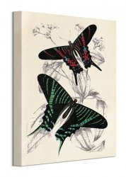 Butterflies III - obraz na płótnie