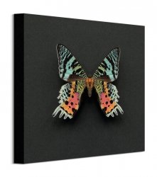 Kolorowy Motyl - obraz na płótnie