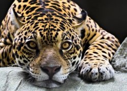 Fototapeta na ścianę Jaguar - 254x183 cm