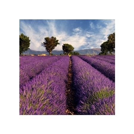 Lavender field in Provence, France - reprodukcja