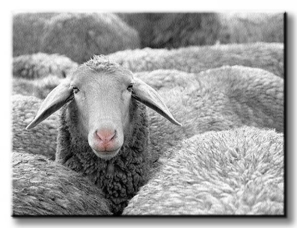 Owca - Obraz na płótnie